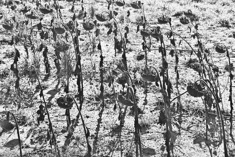 Image en noir et blanc d'un champ de tournesols morts avec des ombres par Studio LE-gals