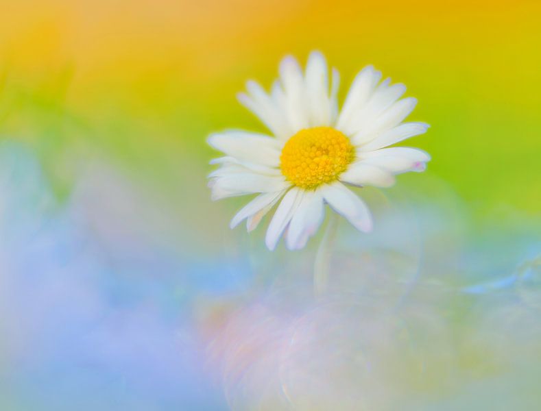 daisy by Remco loeffen
