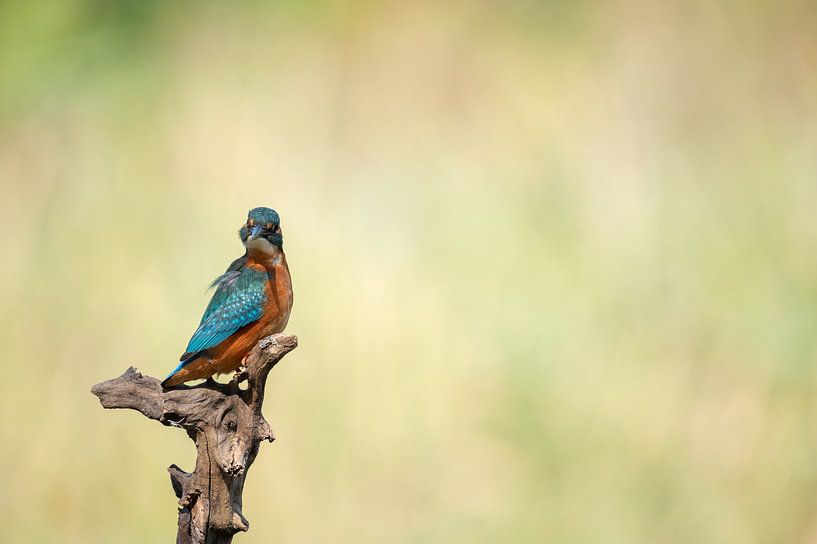 Eisvogel alcedo atthis von Vienna Wildlife