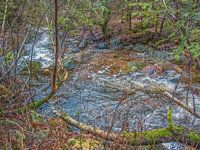 Der Fluss Bayehon fließt zwischen den Bäumen