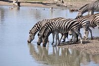 Groepje zebra's lessen hun dorst