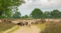 Un troupeau de moutons Drenthe Heide sur Balloërveld