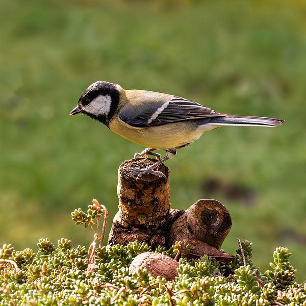 The Great Tit by Klaartje Majoor