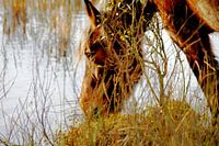 Wild, thirsty horses on Schiermonnikoog