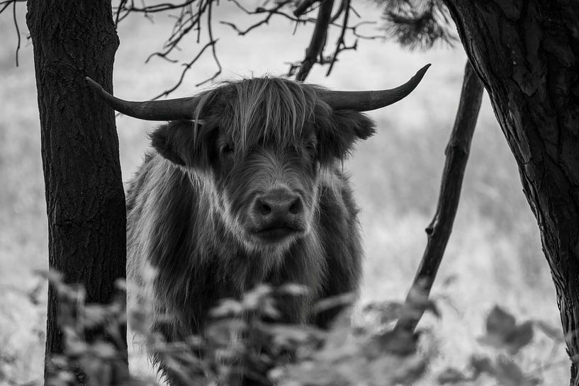 Scottish Highlander looks straight into the camera between the trees by Franklin Driessen