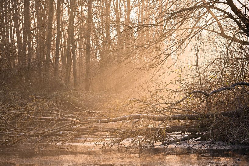 Light through the trees by Henk Boerman