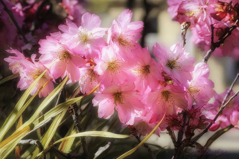 fleurs d'art oriental par Egon Zitter