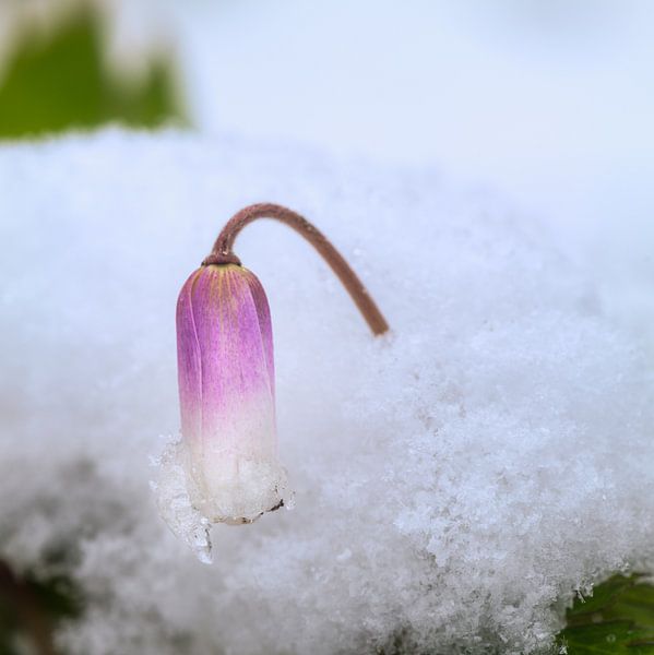Lila blüte im Schnee von ManfredFotos