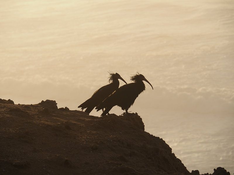 Vogels in de zonsondergang van Travell-Dreams