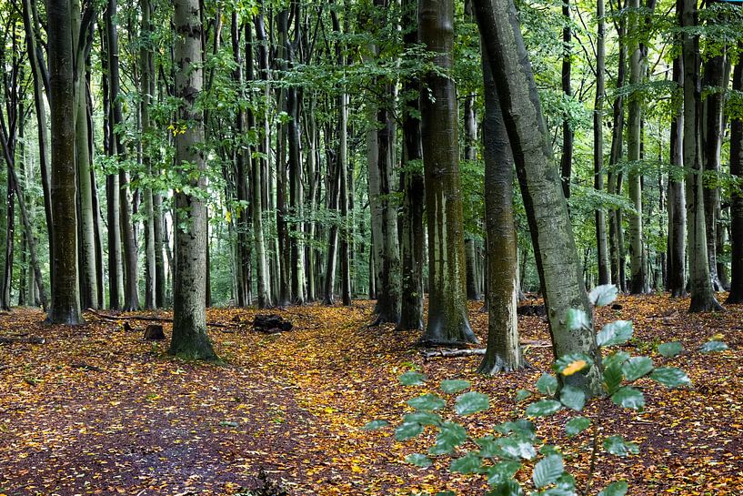 Niederländischer Wald auf dem Grebbeberg mit leuchtenden Farben im Regen - Herbstanfang von Marianne van der Zee
