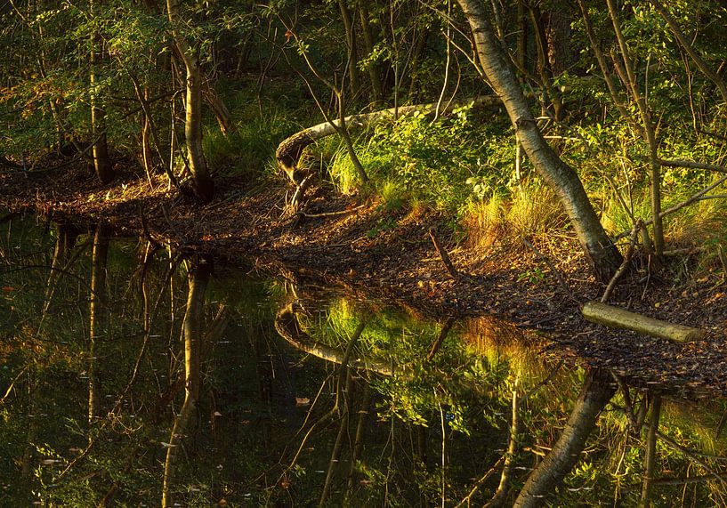 Herbst-Nationalpark Fochteloerveen (Niederlande) von Marcel Kerdijk