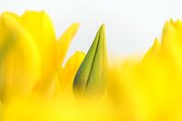 Gelbe Tulpe im Knopf