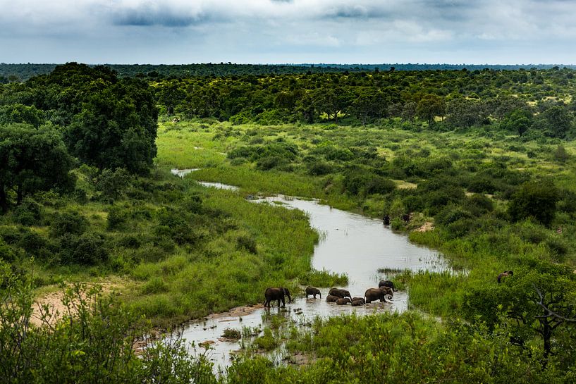 Elefanten beim Überqueren des Flusses im Klaserie Nature Reserve, Südafrika von Paula Romein