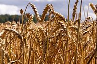 Getreidefeld in Nahaufnahme in Belgien