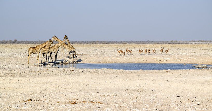 Giraffen und Gazellen von Achim Prill