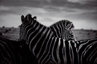 Zèbres d'Afrique du Sud en paix - Parc national d'Addo, Afrique du Sud - Photographie de la vie sauvage