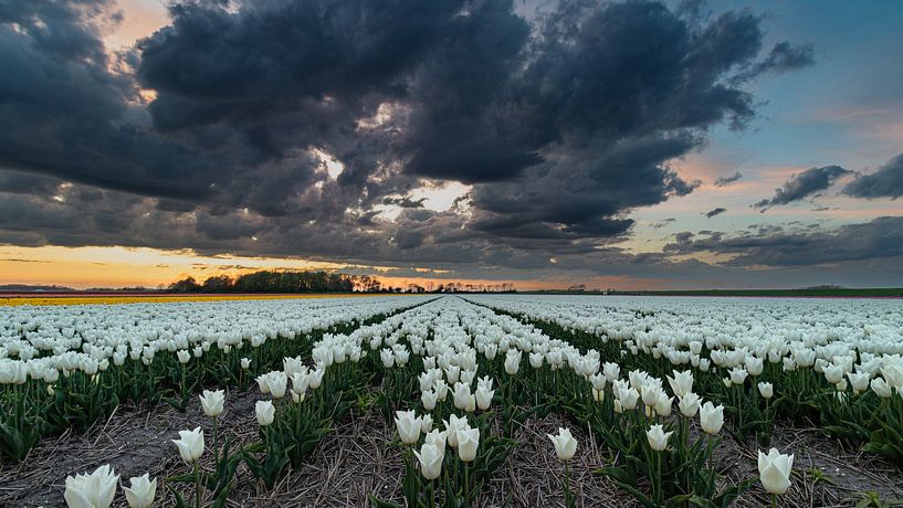 Tulipes blanches sous un ciel menaçant au coucher du soleil par Bram Lubbers