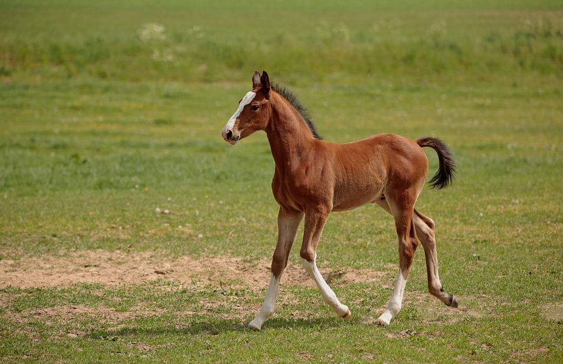 Foal by Frank Smedts