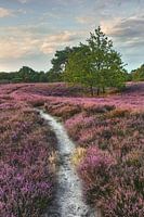 Abendstimmung in der Brunssumer Heide – Naturpfad durch blühende Heide im Sonnenuntergang