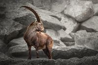 Steenbok à l'affût dans les montagnes | photographie animalière