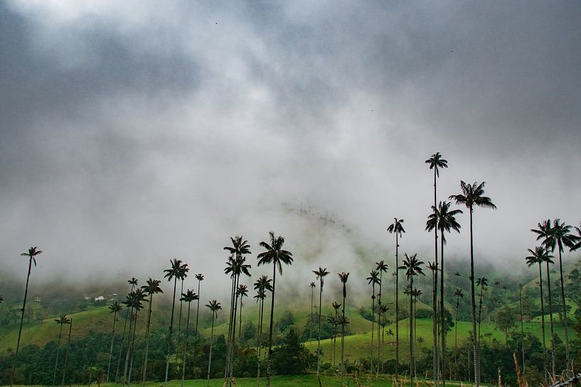 Palm landscape in the Cocora Valley by NZME Photography