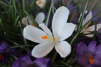 Beautiful unfolded flower.