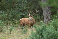 Red deer