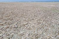 Muscheln, Muscheln und nochmals Muscheln!