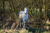 Wit paard komt uit het bos