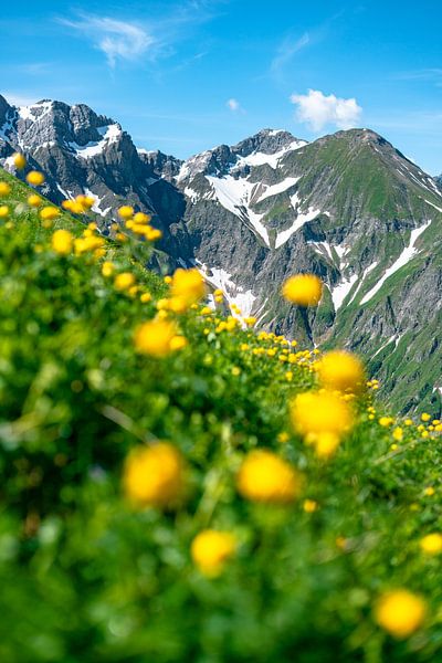 Les fleurs de troll dans les Alpes d'Allgäu par Leo Schindzielorz