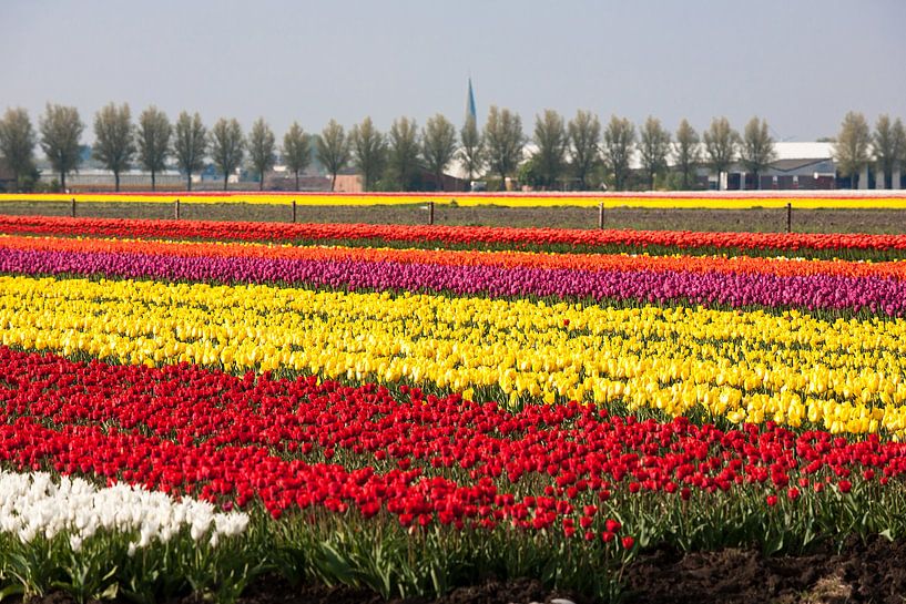 Champ des Tulipes par Jim van Iterson