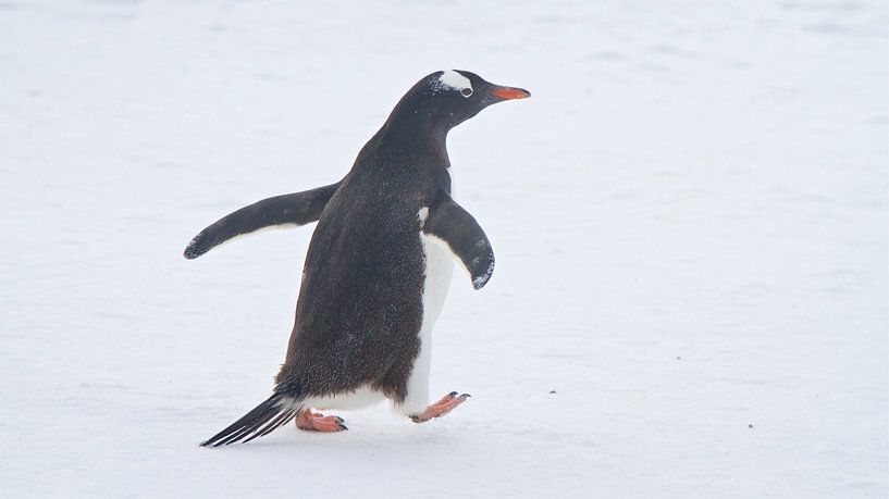 Weer schoon na een heerlijk uurtje zwemmen von Eric de Haan