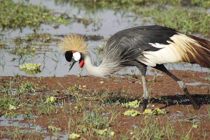 étrange oiseau poilu par Laurence Van Hoeck