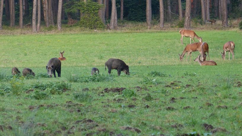 Herten, Zwijnen by Gijs van Veldhuizen