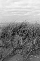 Dünenrassen in Schwarz und Weiß