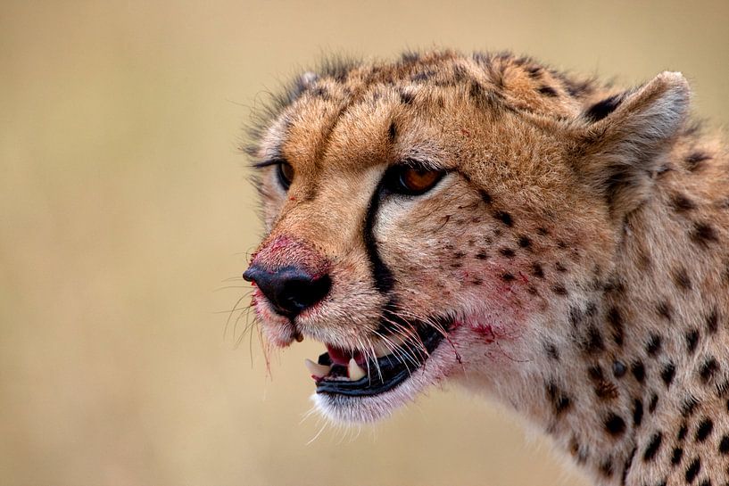 Le guépard après le dîner par Peter Michel