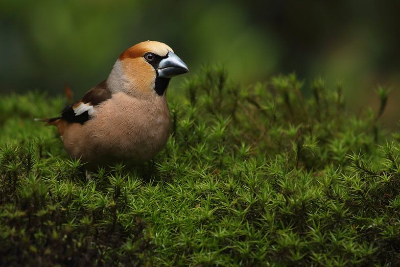 Kernbeißer (Coccothraustes coccothraustes) von Ronald Pol