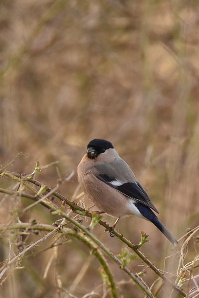 Goudvink vrouw von Sascha van Dam