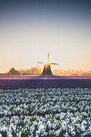 Windmolen bij zonsopgang in een veld hyacinthen