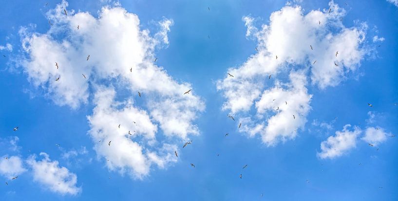 Meeuwen voorspellen de naderende storm aan de kust van Mieneke Andeweg-van Rijn