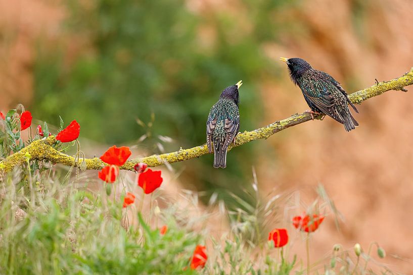 Stars in concert by Thomas Herzog