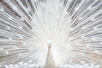 Weißer Pfau zeigt stolz sein Gefieder