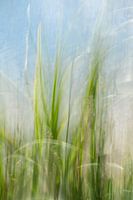 Herbe verte déplacée au bord de l'eau, longue exposition.