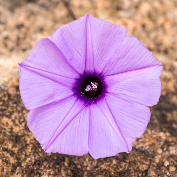 Flower: Purple heart by Rob Smit