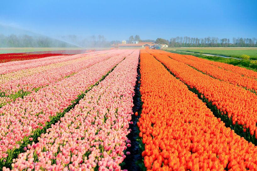 Roze en oranje tulpenveld in de lente par Dennis van de Water