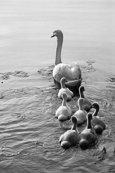 Familie Schwan von Rick Smulders