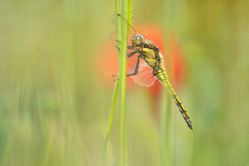 Libellule dans le champ de coquelicots par Moetwil en van Dijk - Fotografie