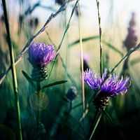 Disteln im Grünland.