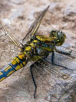 terminator dragonfly