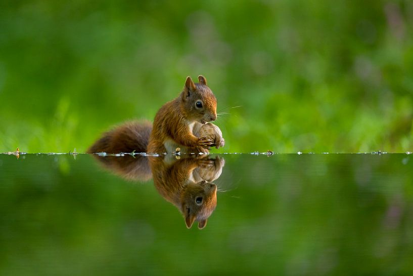Eichhörnchen von Apple Brenner